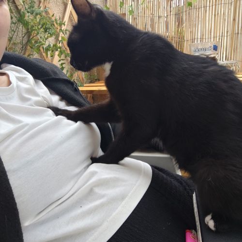 Luna, jeune chatte à l'adoption #1