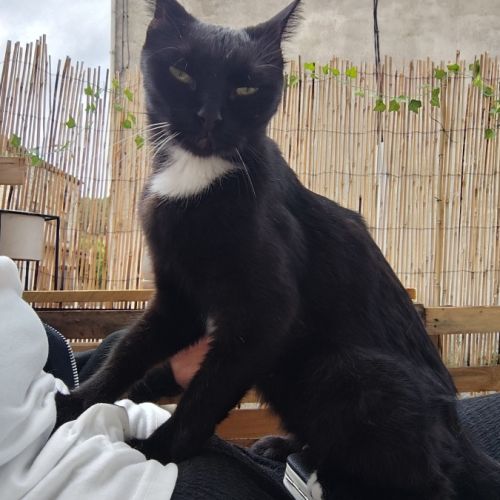 Luna, jeune chatte à l'adoption #2