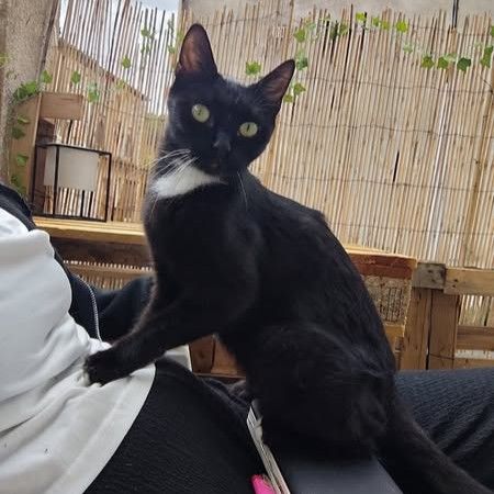 Luna, jeune chatte à l'adoption