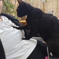 Luna, jeune chatte à l'adoption #1