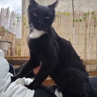 Luna, jeune chatte à l'adoption #2