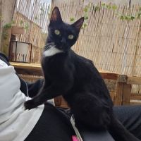 Luna, jeune chatte à l'adoption #0