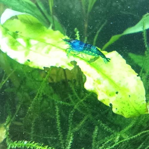 Crevettes blue velvet #4