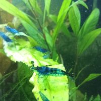 Crevettes blue velvet #2