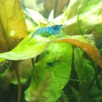 Crevettes blue velvet #3