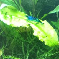 Crevettes blue velvet #4