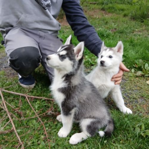 Chiots lof husky de sibérie