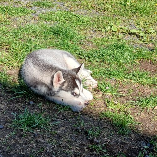 Chiots lof husky de sibérie #3