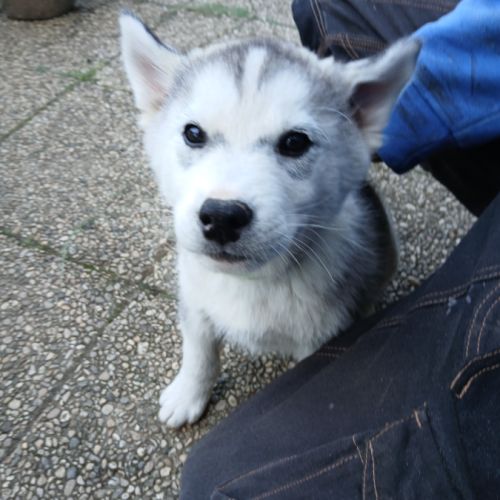 Chiots lof husky de sibérie #4