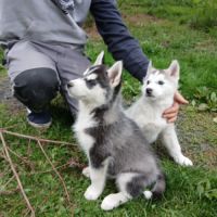 Chiots lof husky de sibérie