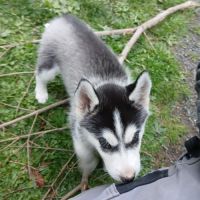 Chiots lof husky de sibérie #2