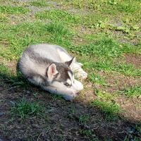 Chiots lof husky de sibérie #3