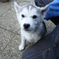 Chiots lof husky de sibérie #4