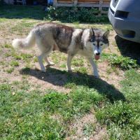 Chiots lof husky de sibérie #5