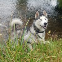 Chiots lof husky de sibérie #6