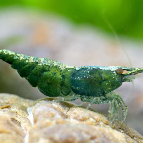 Crevettes green jade