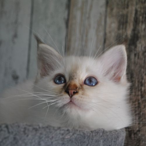 Chatons mâle sacré de birmanie