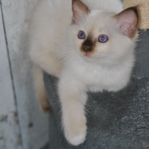Chatons mâle sacré de birmanie #7
