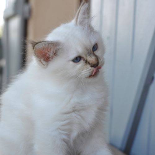 Chatons mâle sacré de birmanie #8