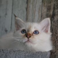 Chatons mâle sacré de birmanie #0