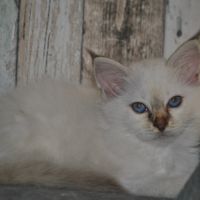 Chatons mâle sacré de birmanie #2