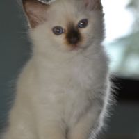 Chatons mâle sacré de birmanie #3