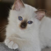 Chatons mâle sacré de birmanie #4