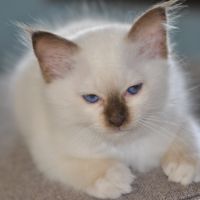 Chatons mâle sacré de birmanie #5