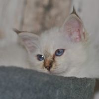 Chatons mâle sacré de birmanie #6