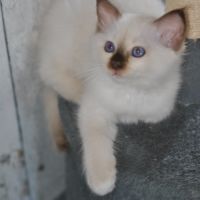 Chatons mâle sacré de birmanie #7