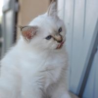 Chatons mâle sacré de birmanie #8