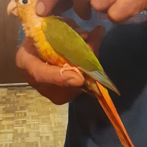 Pyrrhuras, melanure, roseicolis verts eam #1