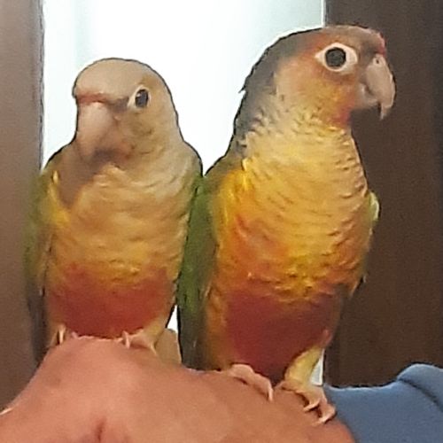 Pyrrhuras, melanure, roseicolis verts eam #0