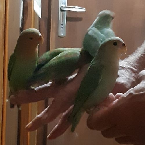 Pyrrhuras, melanure, roseicolis verts eam #6