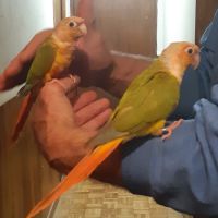 Pyrrhuras, melanure, roseicolis verts eam #2