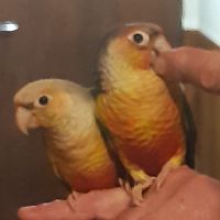 Pyrrhuras, melanure, roseicolis verts eam #4