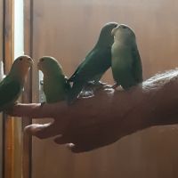 Pyrrhuras, melanure, roseicolis verts eam #5