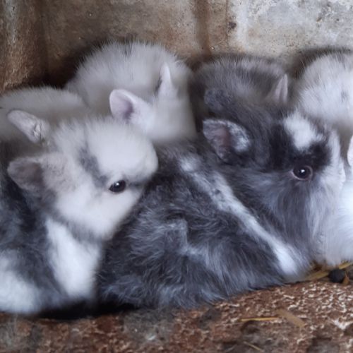 Cochons d'inde rosette, lapins nains #1