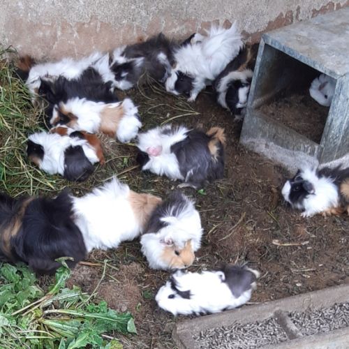 Cochons d'inde rosette, lapins nains #0