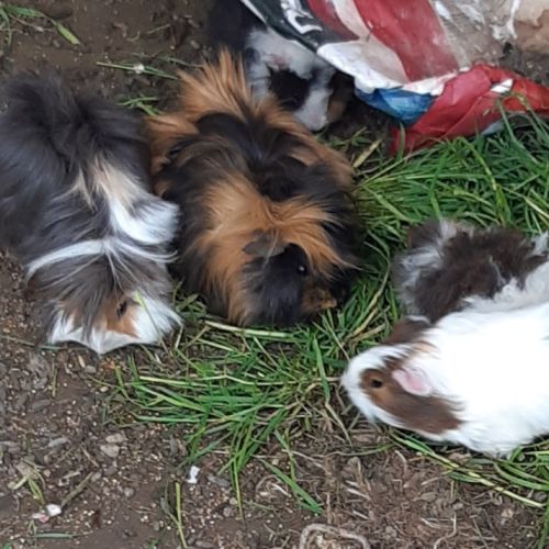 Cochons d'inde rosette, lapins nains #3