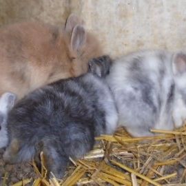 Cochons d'inde rosette, lapins nains #4