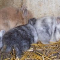 Cochons d'inde rosette, lapins nains #4