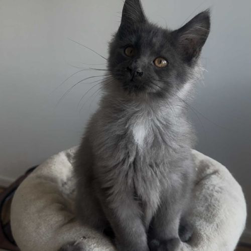 Chatons maine coon loof né(e)s le 7 juin 2025