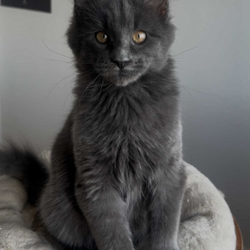 Chatons maine coon loof né(e)s le 7 juin 2025