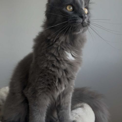 Chatons maine coon loof né(e)s le 7 juin 2025 #0