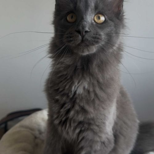 Chatons maine coon loof né(e)s le 7 juin 2025 #2