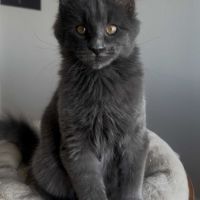 Chatons maine coon loof né(e)s le 7 juin 2025