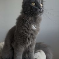 Chatons maine coon loof né(e)s le 7 juin 2025