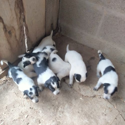 Chiot bouvier australien x border collie #1