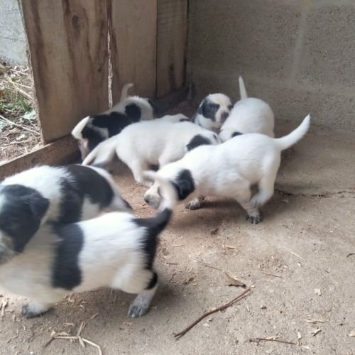 Chiot bouvier australien x border collie